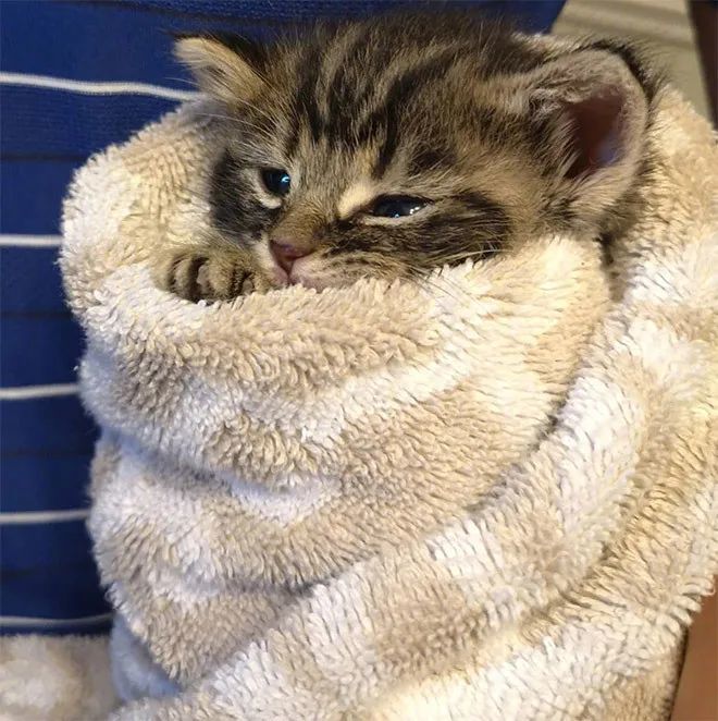 我也好想要猫猫卷看小咪酱那无辜的眼神