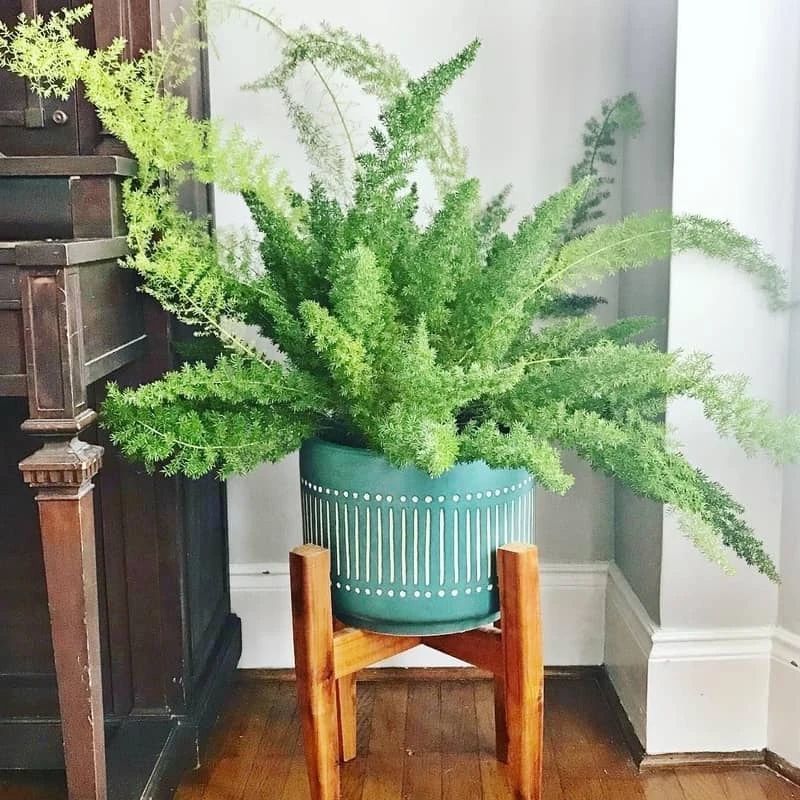 非常小众的狐尾天门冬盆栽 适合养成室内观叶植物 腾讯新闻