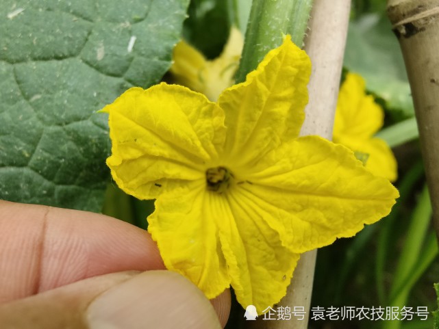 蓟马防治新方法 防治一次能管30 60天