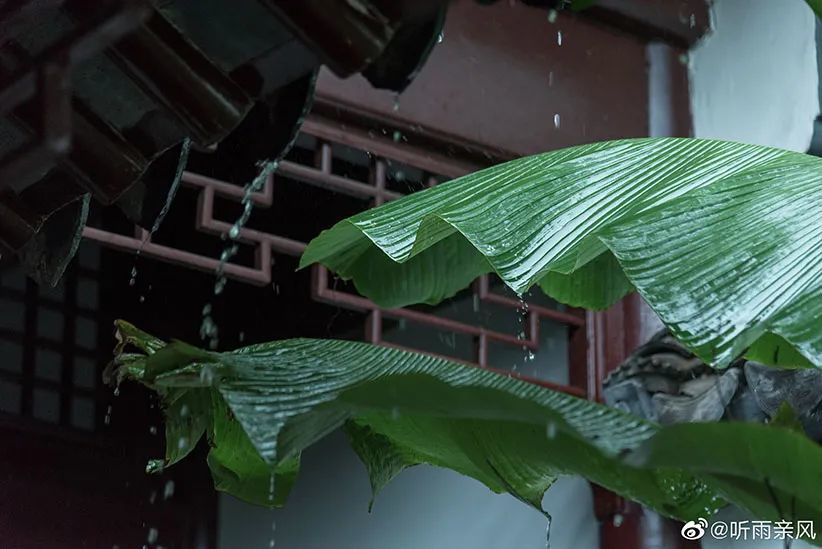 图片游园|可园,芭蕉雨