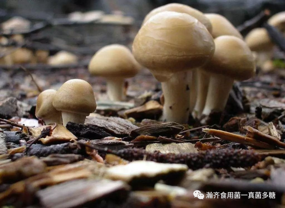 提高免疫力,就用食用菌,食用菌对人体免疫力具有强大的功效_腾讯新闻