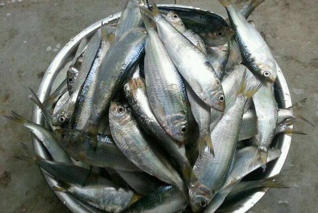 雷州半岛独特的味道鱼鮔青鳞鱼汁