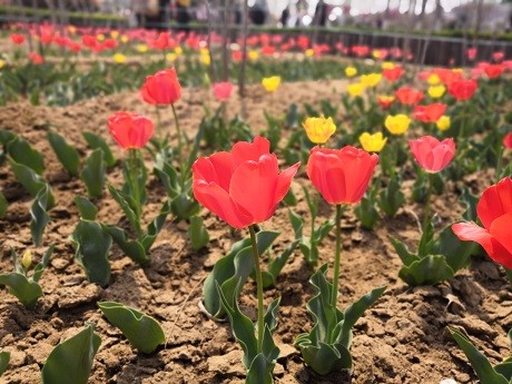 本周6月12日至6月18日桃花最盛的四個星座 教科書風水一點通