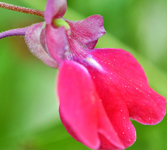 6月15日开始 桃花旺盛 4属相运势如虹 财源滚滚 生活更幸福 腾讯新闻