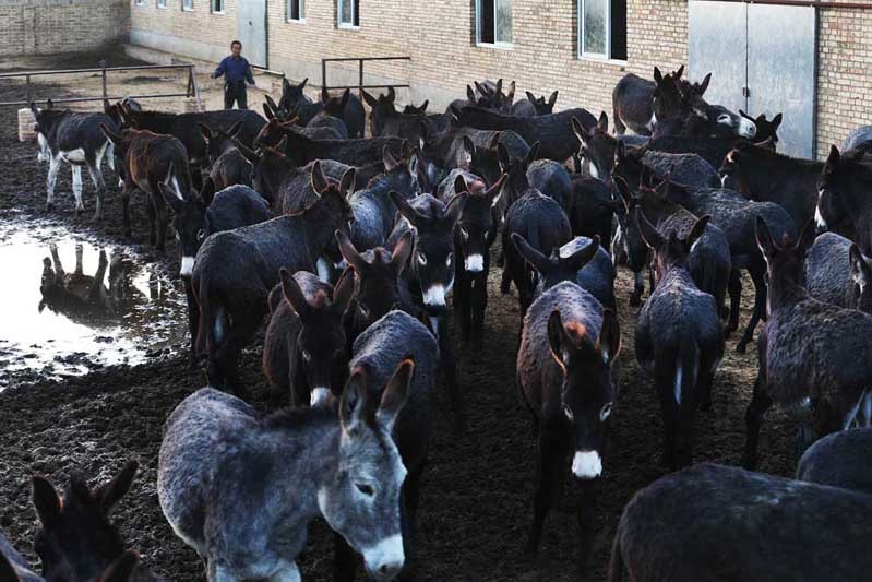 图集|矿厂转型养驴场 摄影师镜头下的养驴故事