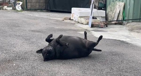 邻居家重量级欧告翻肚晒太阳!网友坏笑:谁家的黑毛猪掉了