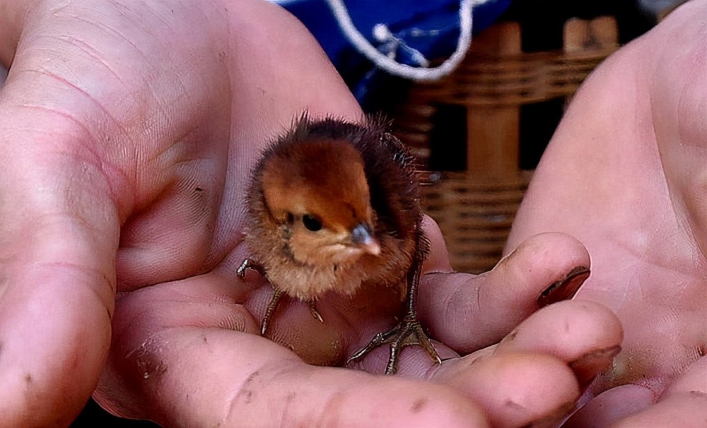 从小时候开始,人们就要把竹鸡幼崽放在一个小竹篓里面,别在腰上随身