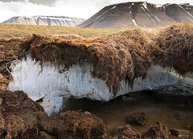史前生物战斗力排行榜_海贼王1043话:史前生物对阵最强生物,果然和之国开国离不开象主