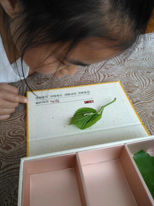 在家养蚕7年，我总结的养蚕绝学，南北方家庭都适用！_腾讯新闻