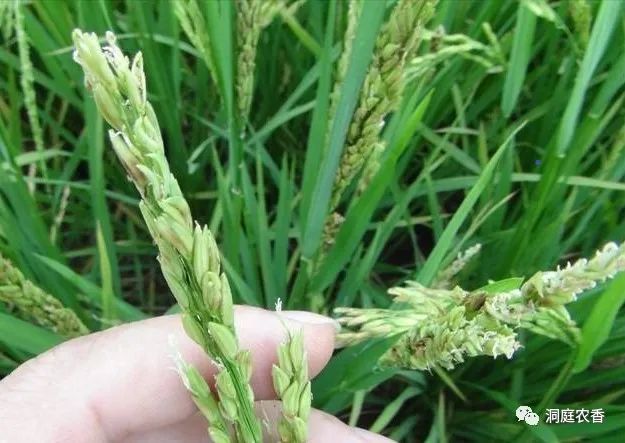 植檢網信息,湖南一年約發生3代(少數有4代),以成蟲或幼蟲在雜草上越冬