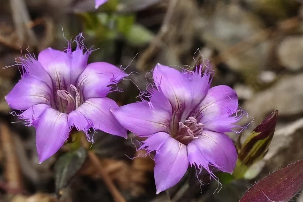 5种小众花,知名度不高,颜值很高,看到的第一眼,就喜欢上了