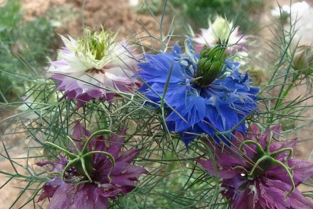 5种小众花,知名度不高,颜值很高,看到的第一眼,就喜欢上了