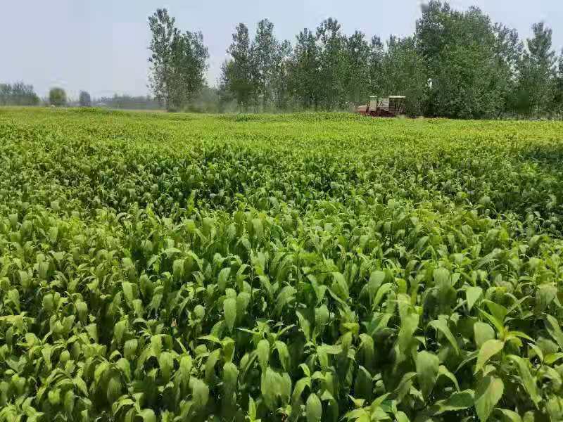 伤力草打鸡蛋 来get下河南商丘这个端午习俗