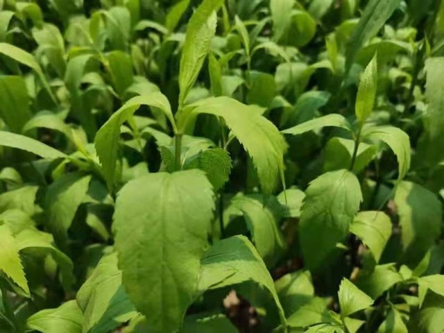 伤力草打鸡蛋来get下河南商丘这个端午习俗