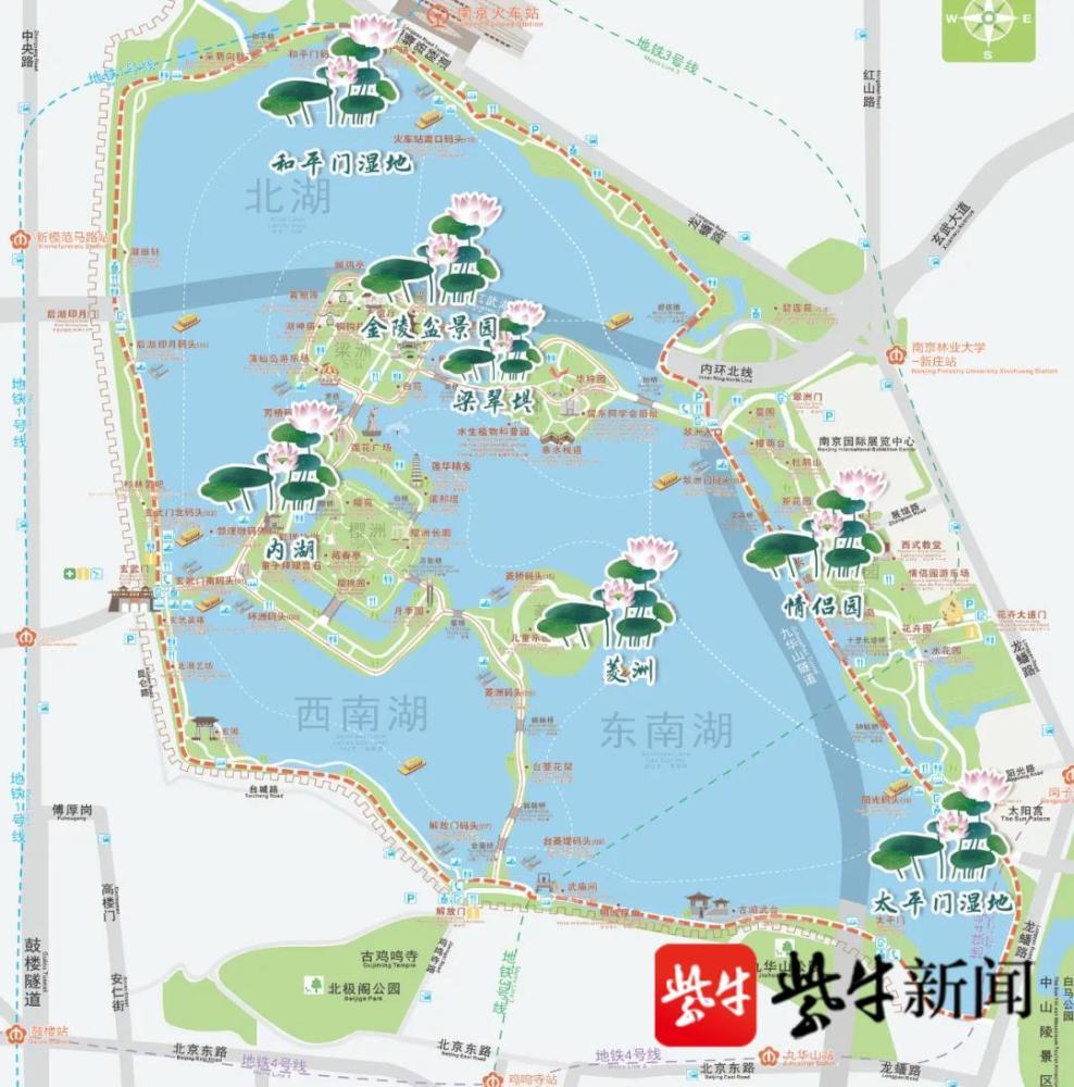 南京玄武湖荷花进入观赏期端午假期还有汉服秀和龙舟赛