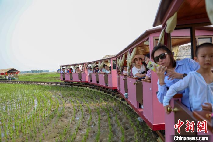 沈阳:稻田小火车受欢迎