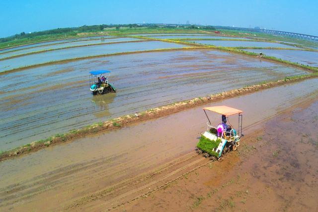 全国多地陆续迎来海水稻种植季