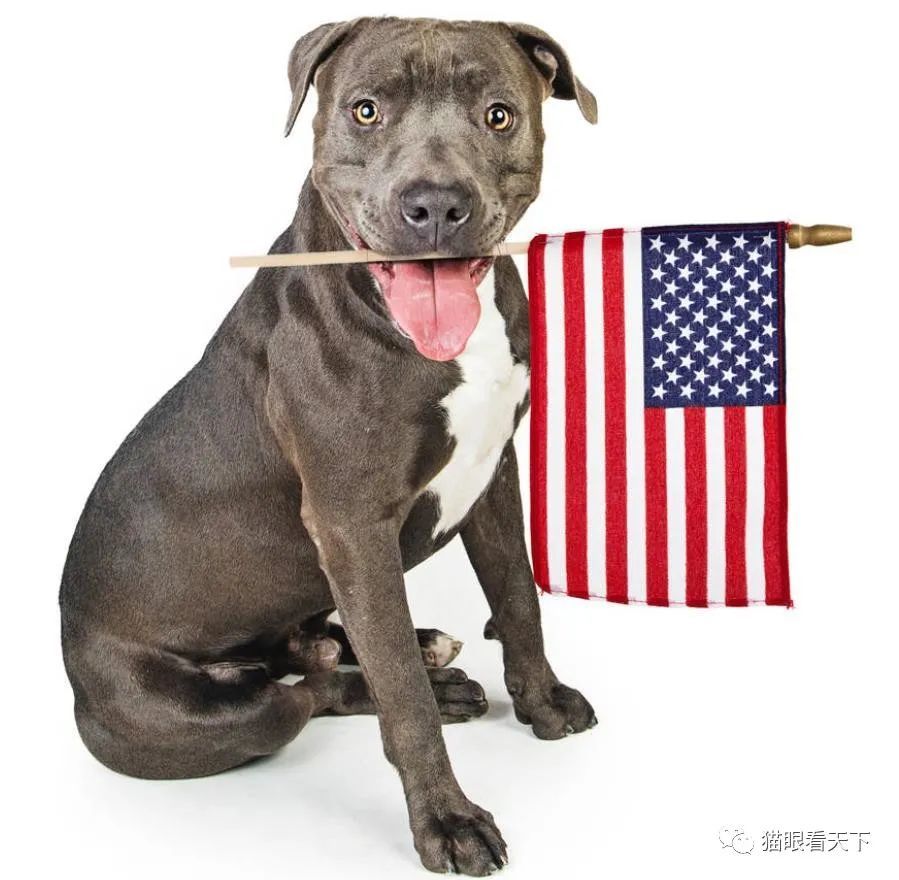 公知们的痛苦时刻:国籍一换系列