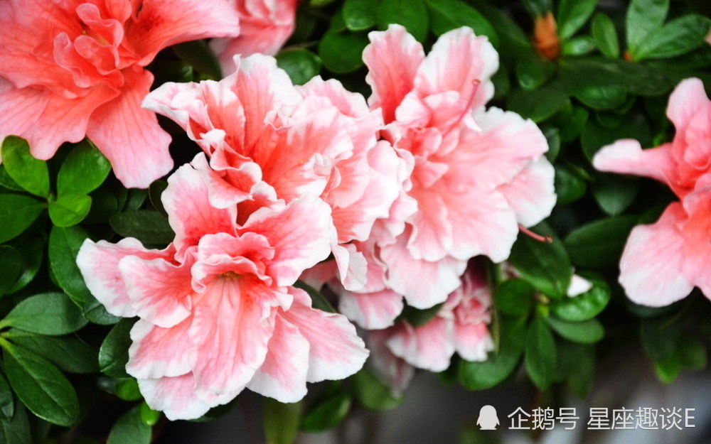 6月14日 日爱情运势 金牛沟通顺畅 天蝎感情稳定 射手配合默契 腾讯新闻