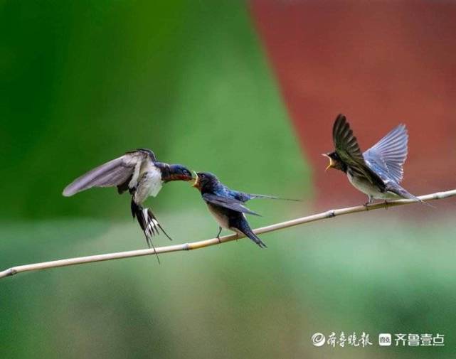 家燕育雏,燕子妈妈带小燕子外出觅食_腾讯新闻