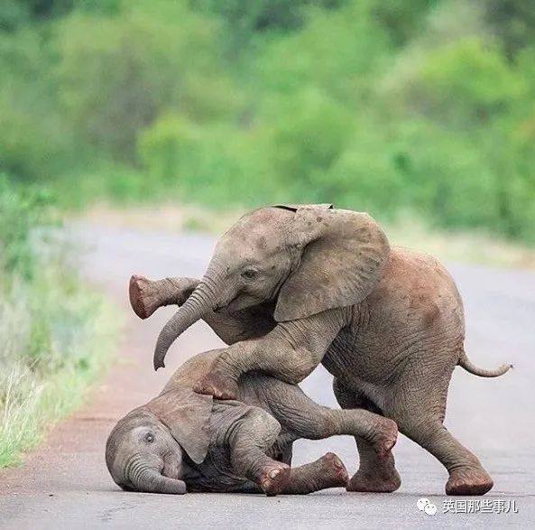 网友们分享大象可可爱爱小知识重感情又通人性萌萌哒