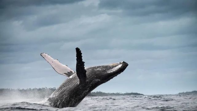 美国男子遭座头鲸吞下40秒,吐出后仅受轻伤,鲸鱼吞了人为何会吐出来?