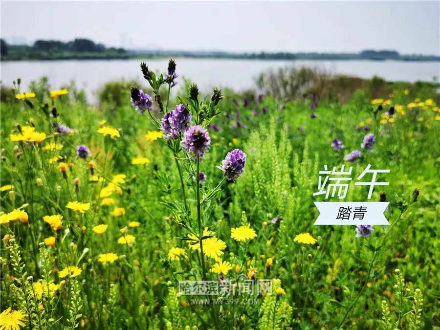 又逢仲夏夜端午踏青时网络中国节端午