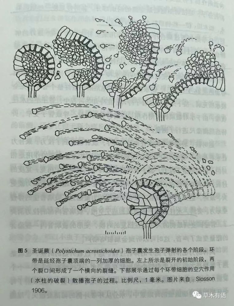 蕨的孢子囊环带示意图图片