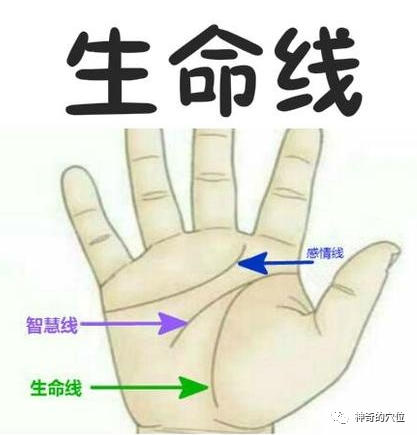 按手掌根一穴减肚子消口臭除宿便清火助眠一穴多用