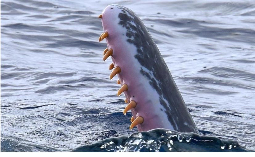 齿鲸吃海兽图片图片