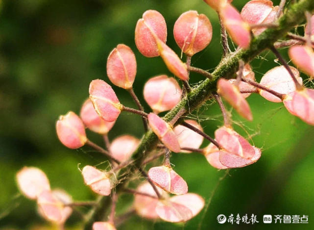 齐齐菜开花图片