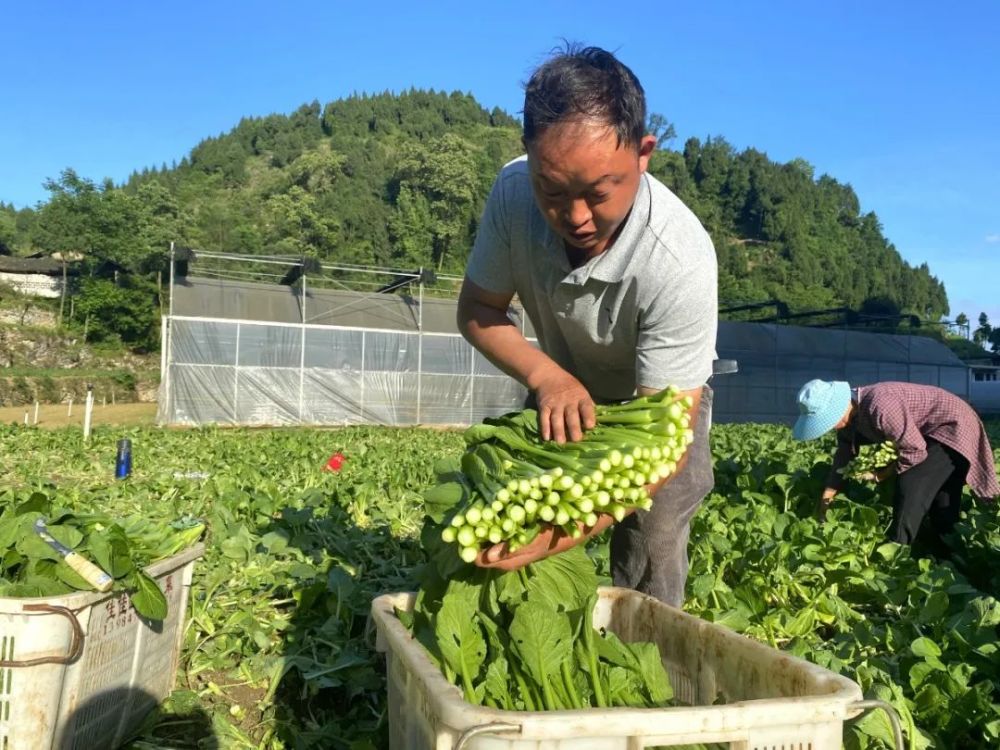 每天配送3000斤遵义这个基地蔬菜不愁卖