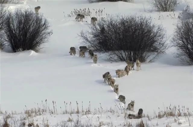 品读头狼不易请懂得珍惜