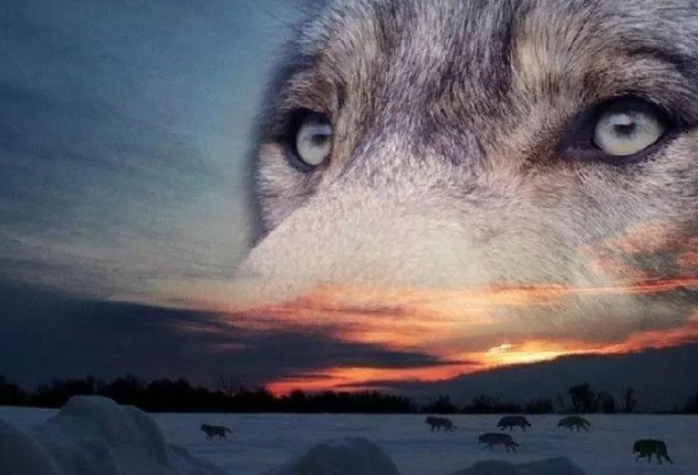 我们渴望着有一匹头狼,他如神一样闪现,他能以异乎寻常的勇毅,带领着