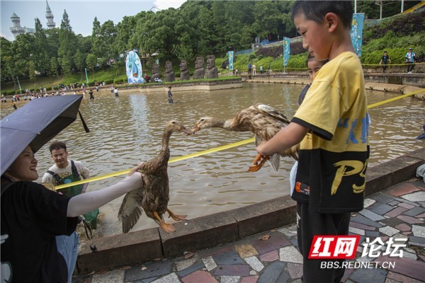 每日一图湖南第610期端午假期长沙世界之窗上演抓鸭子大戏