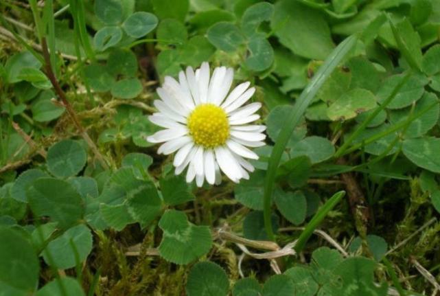 6月开始吉星照耀 大红大紫 富贵相随的生肖 腾讯新闻