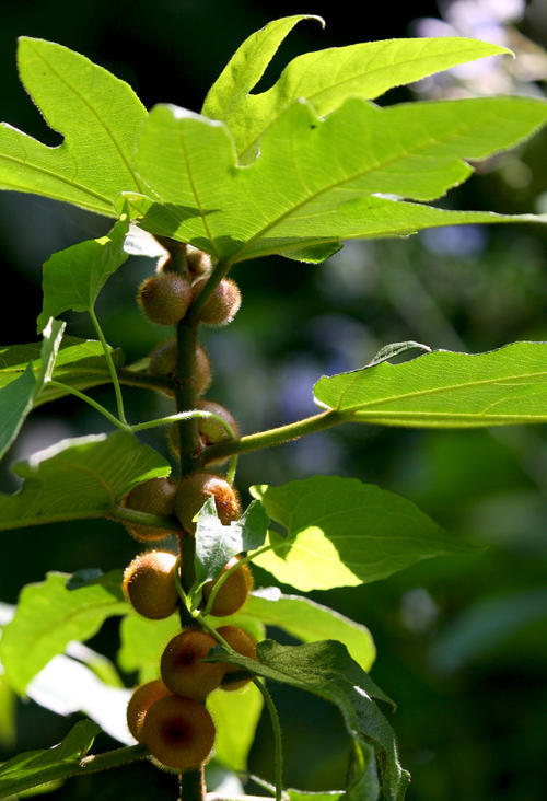 俗称五指毛桃,猫卵子果,马草果,青冈果,大果佛掌榕,三指佛掌榕,掌叶榕