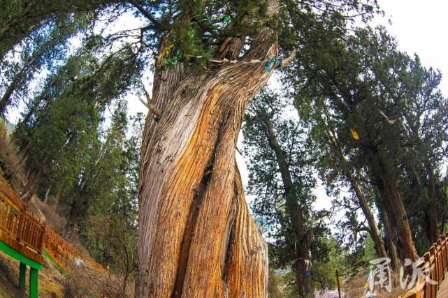 行摄天下走进世所罕见的林芝巨柏林