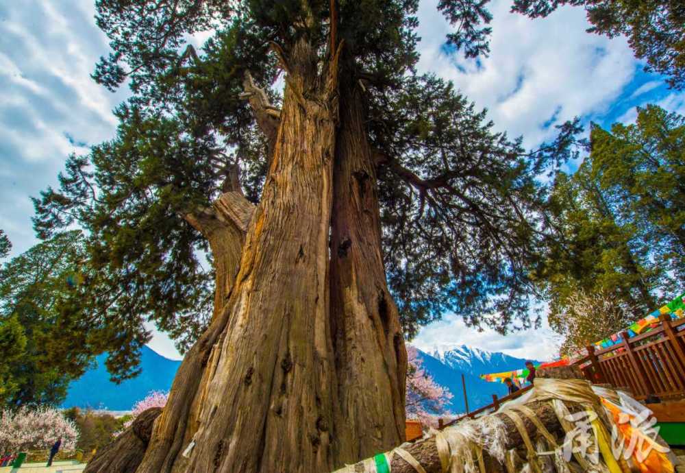 行摄天下走进世所罕见的林芝巨柏林