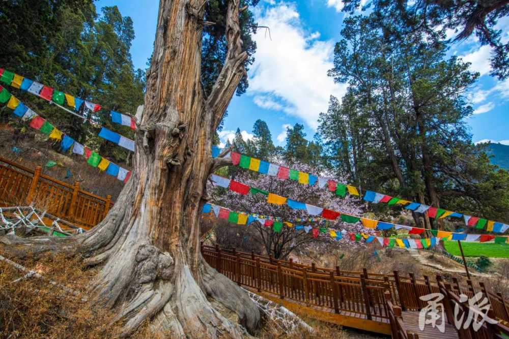 行摄天下走进世所罕见的林芝巨柏林