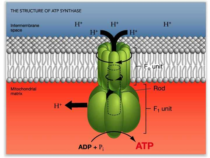图:atp合成酶 更确切地说是如今生物是利用 氢离子的定向流动,推动atp