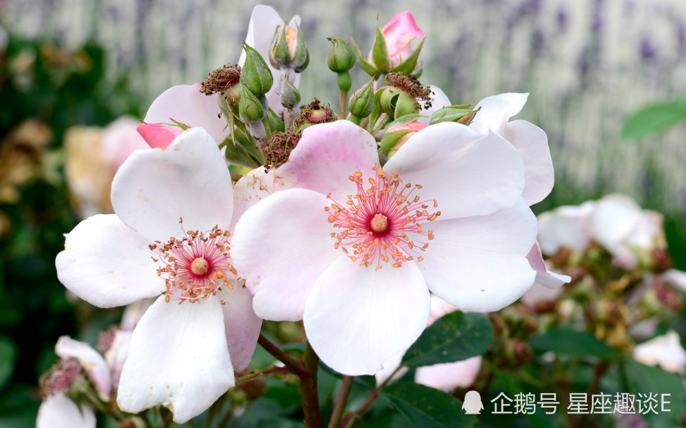 6月15日星座运势 稳扎稳打 笃定泰山的四大星座 腾讯新闻