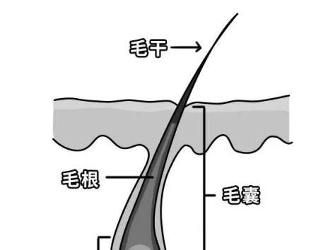 惜丝 年纪轻轻就有白发 吃黑色食物是否有效 腾讯新闻