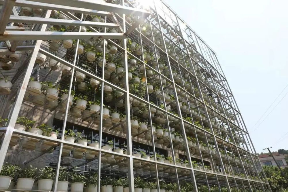 万塘乡高塘村:建筑搞特色种植 垂直农业有点潮
