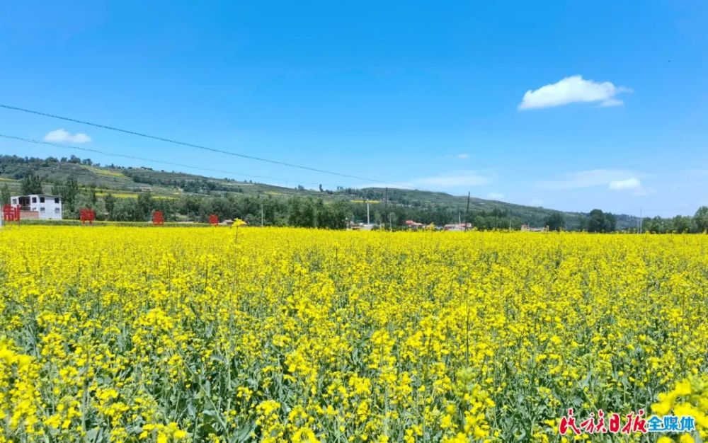 "今后,我们将加强与华中农大,青海省农科院,甘肃农业大学等科研单位的