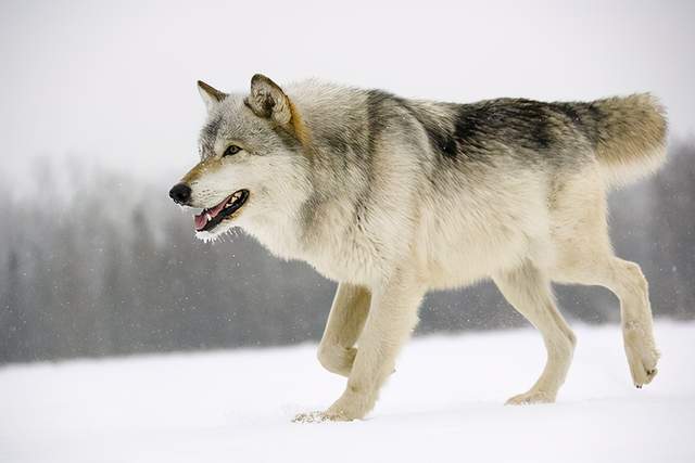 从"演出中群狼在舞台上奔跑"的新闻中启发,聊聊狼变狗的演化史