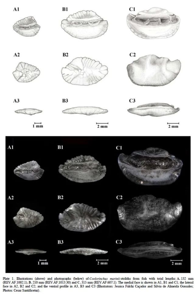 做一条悠闲的咸鱼,活到500岁