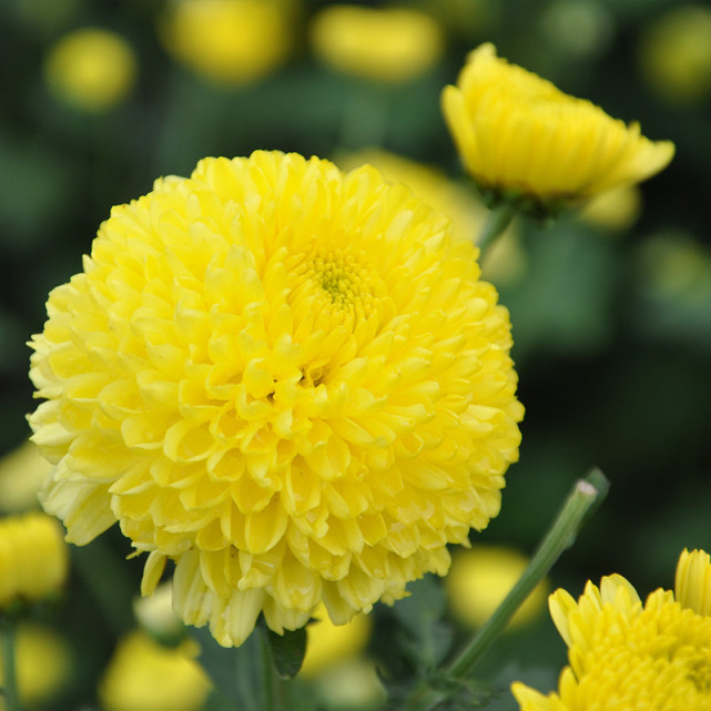 婺源皇菊的饮用方法和功效