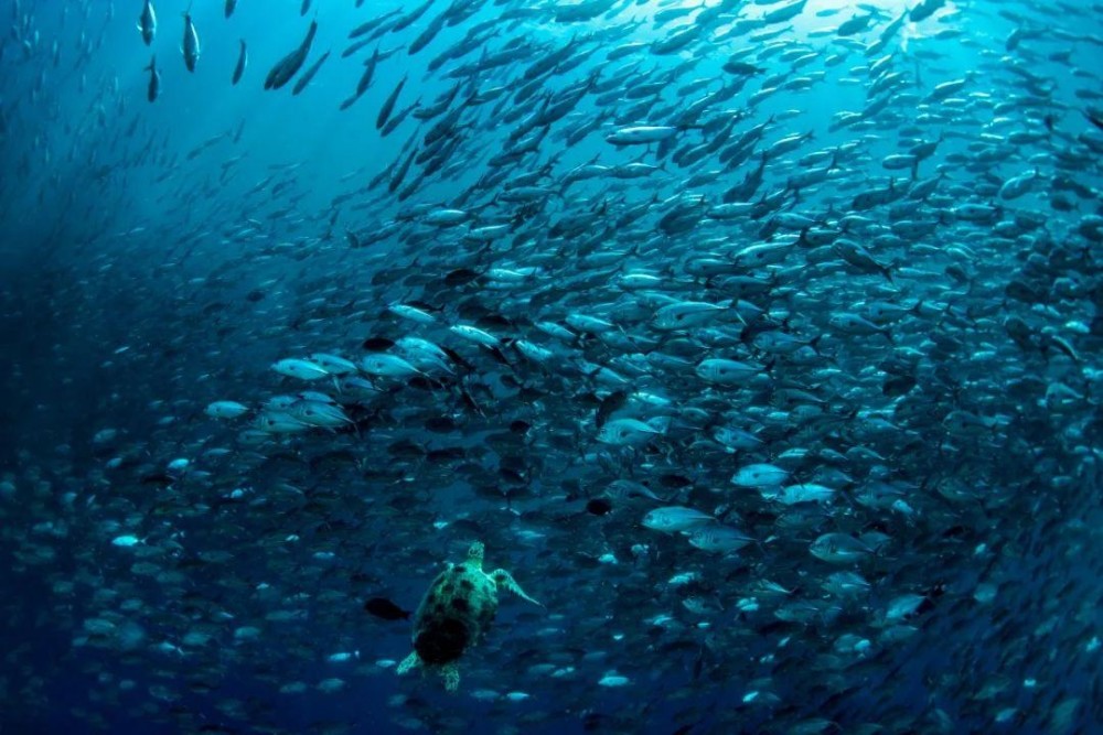 岳鸿军组照《深海之蓝》欣赏(部分)