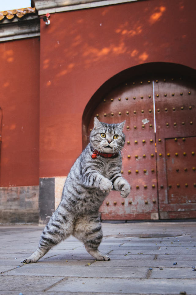 喵呜故宫里的猫成精了